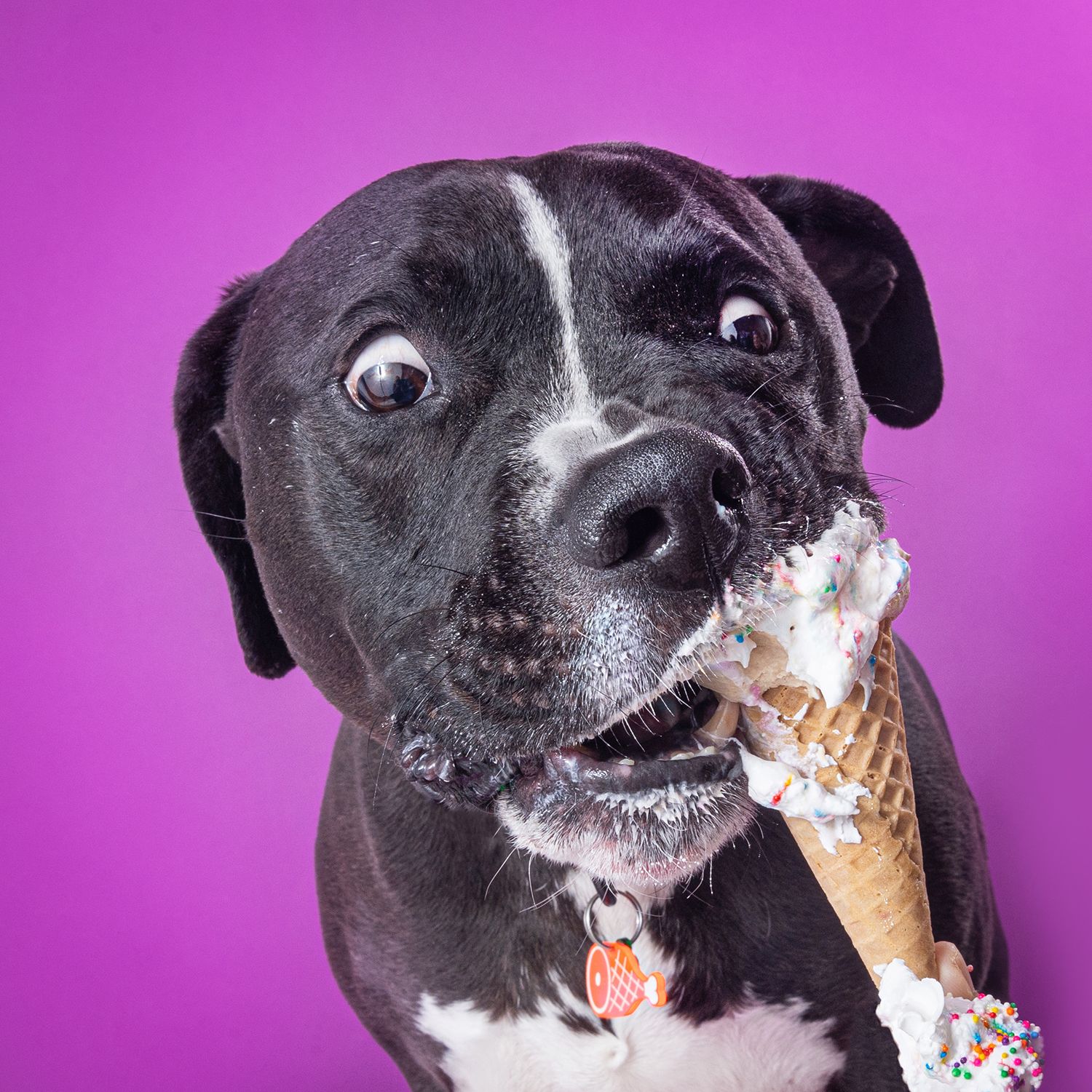 Black dog eagerly biting into a melting ice cream cone against a vibrant purple background.