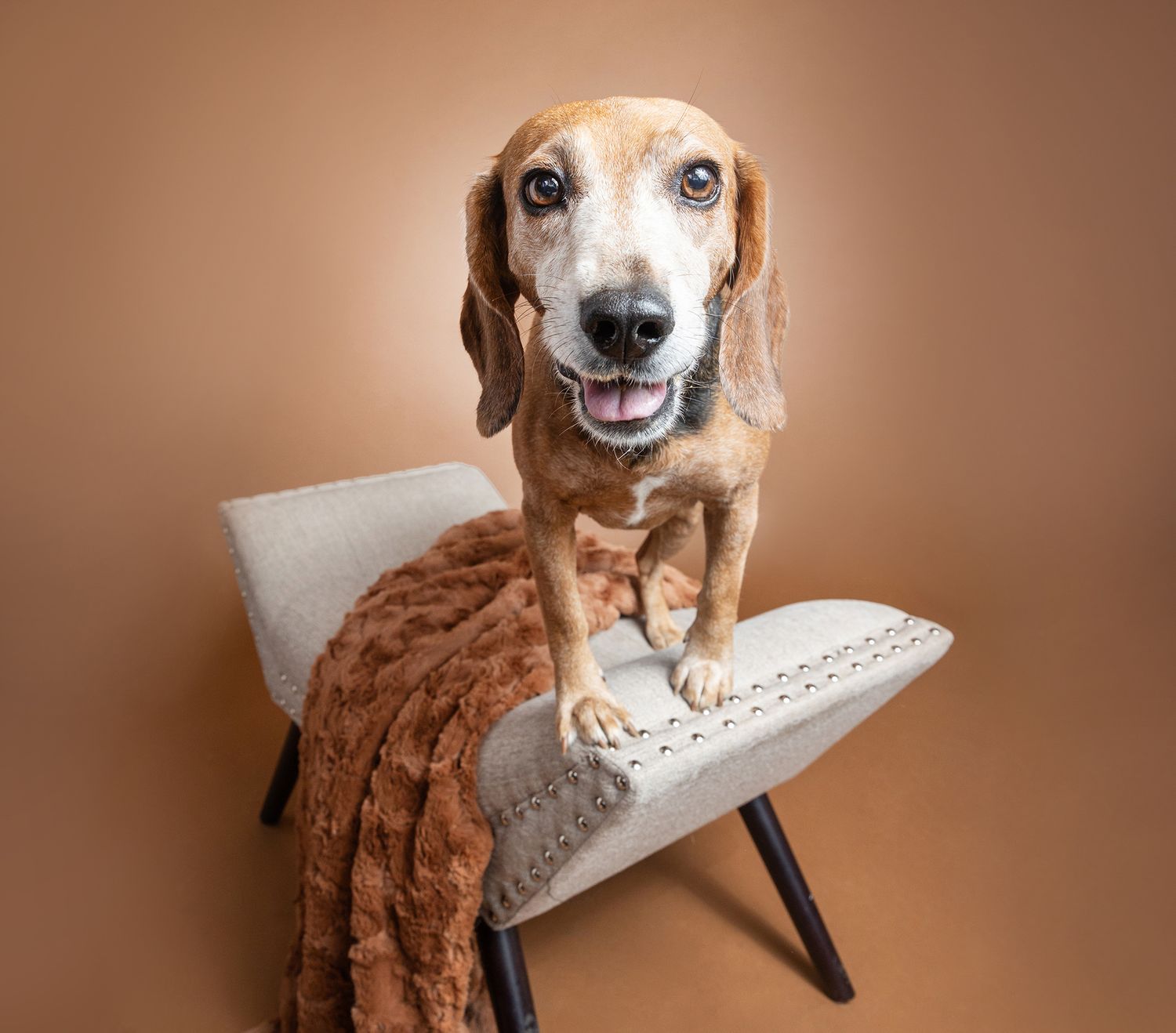 A happy senior Beagle dog standing on a modern gray accent chair with a brown blanket against a tan background.