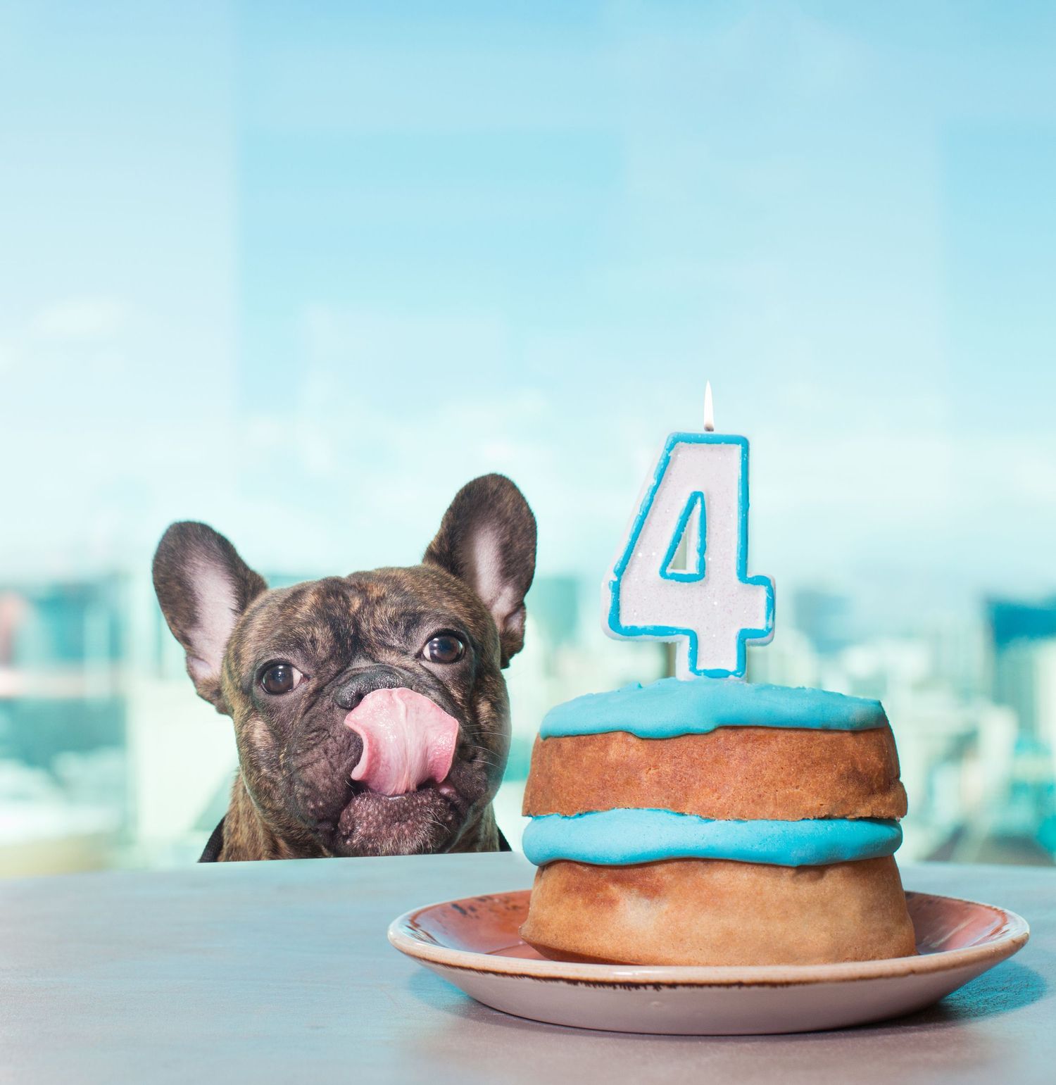 A French Bulldog licks its lips eyeing a blue frosted donut cake with a number 4 birthday candle on a plate.