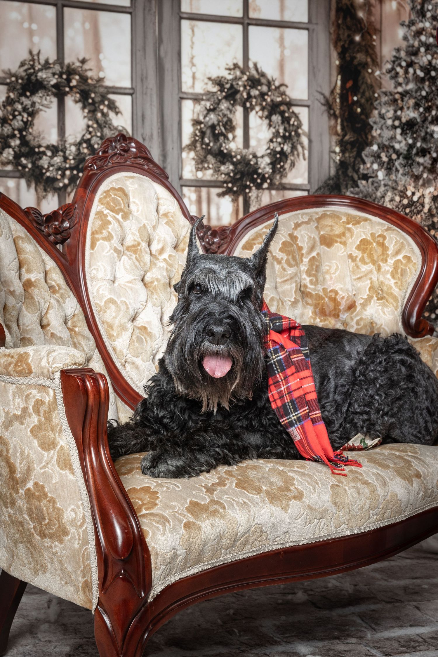 Black Scottish Terrier dog wearing plaid scarf sitting on ornate vintage chair with Christmas wreaths in background.