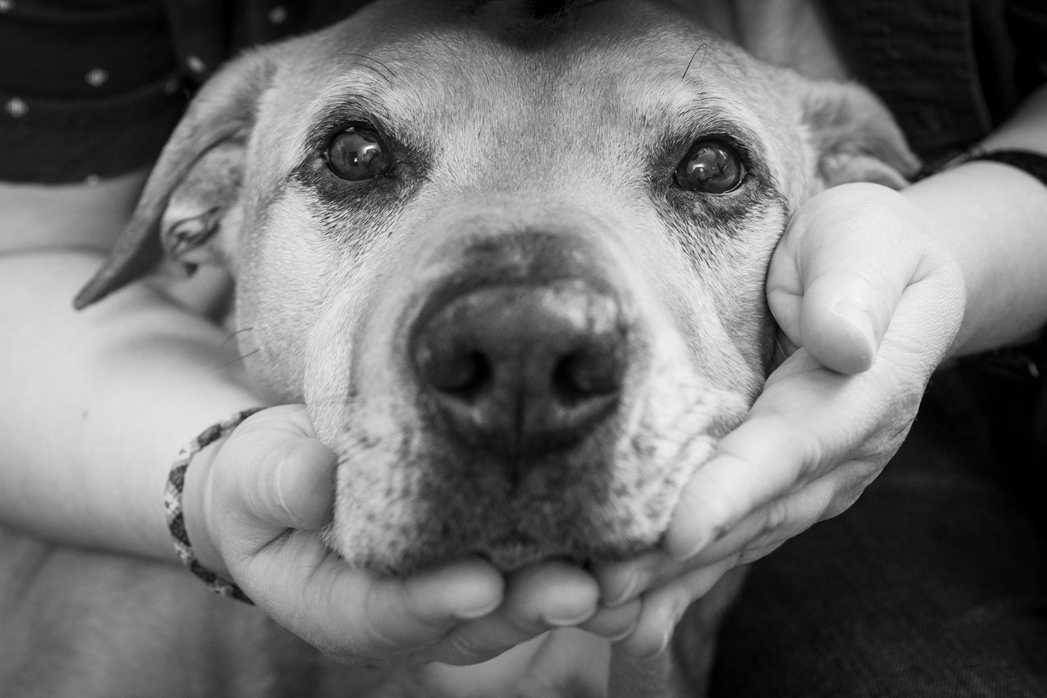 Black and white photo of a dog's face cradled gently in human hands, showing a loving bond between pet and owner.
