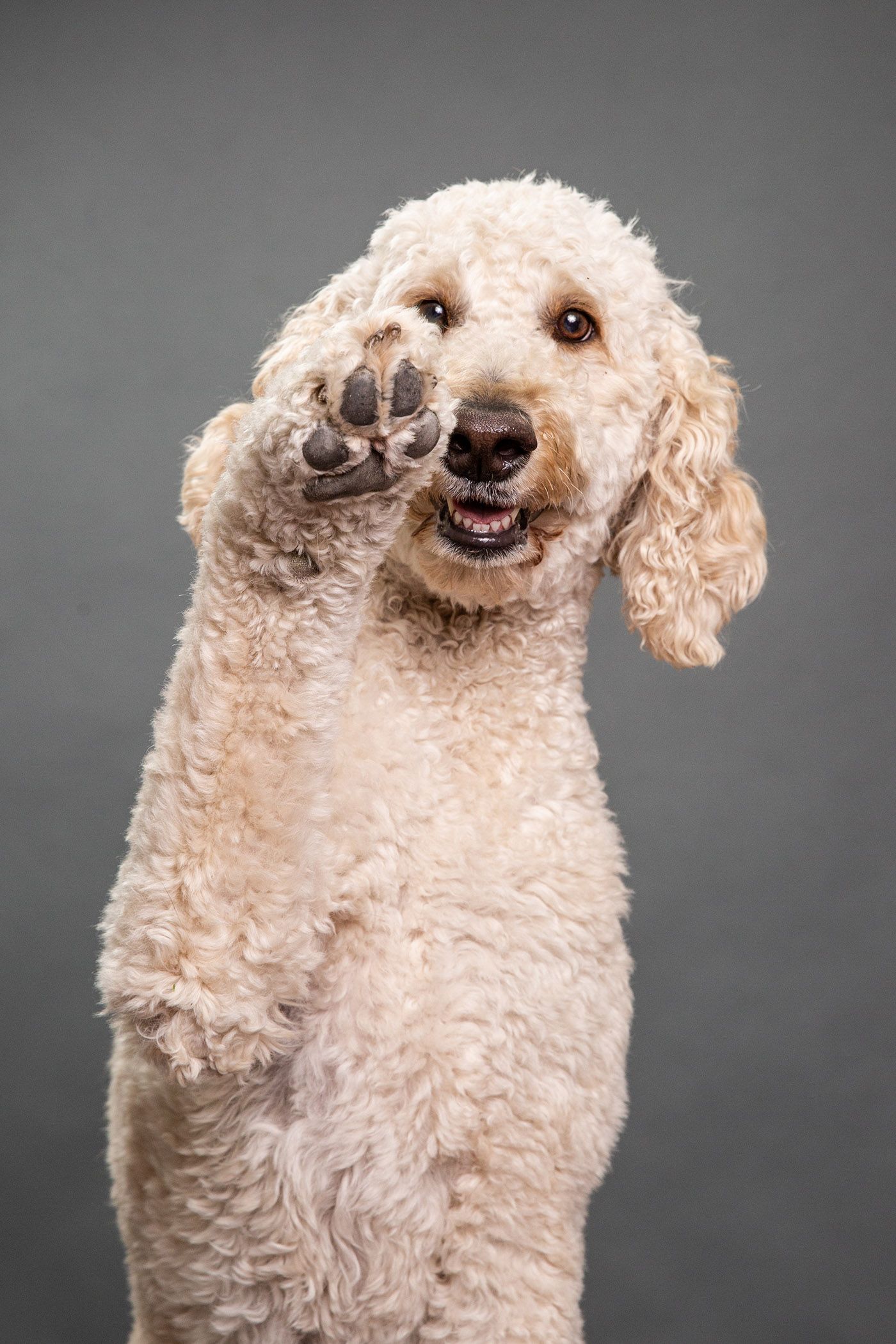 Fluffy cream poodle raising its paw up high against a gray studio background.