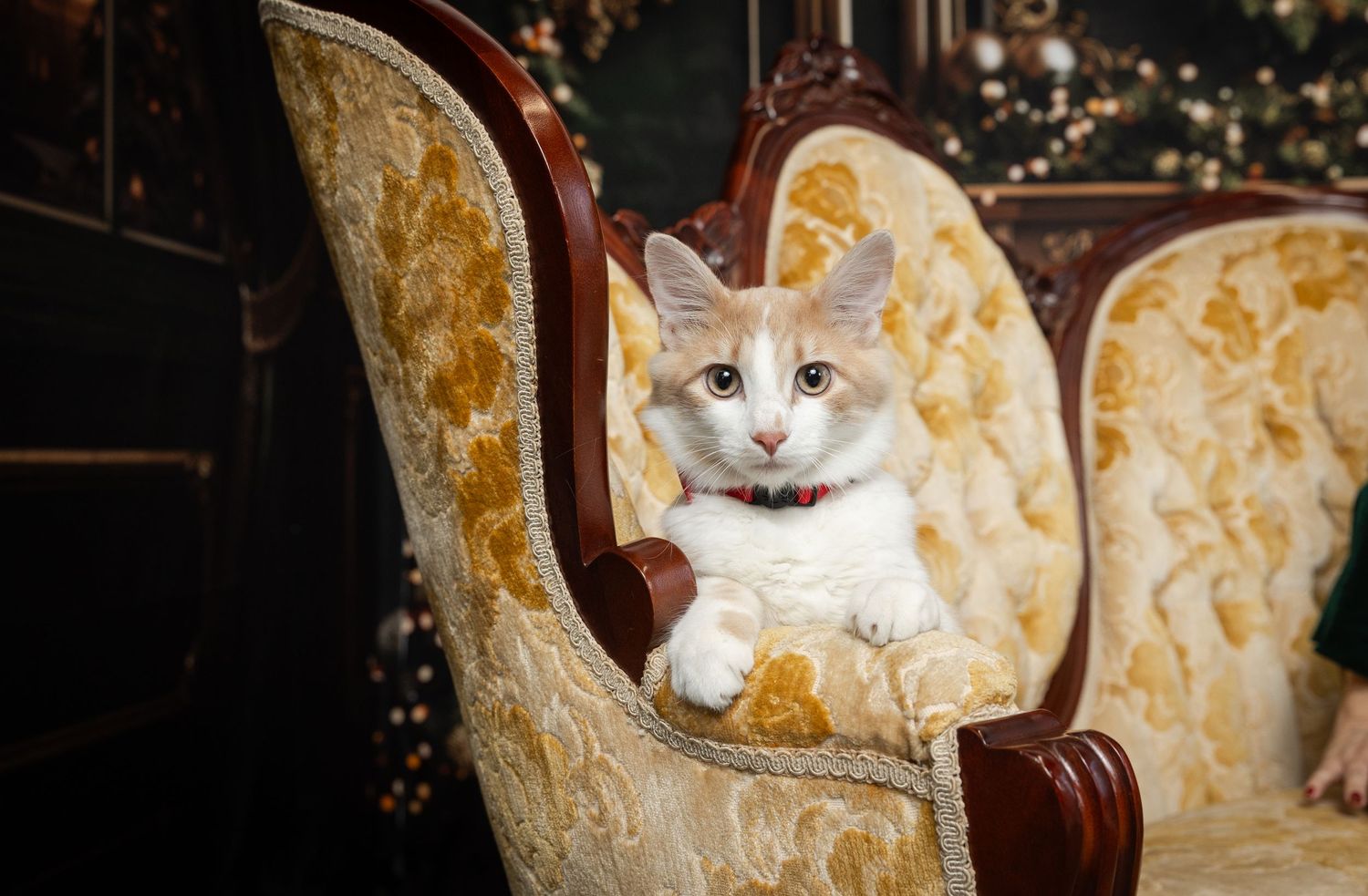 A fluffy white and orange kitten wearing a red collar sits on an ornate gold Victorian armchair.
