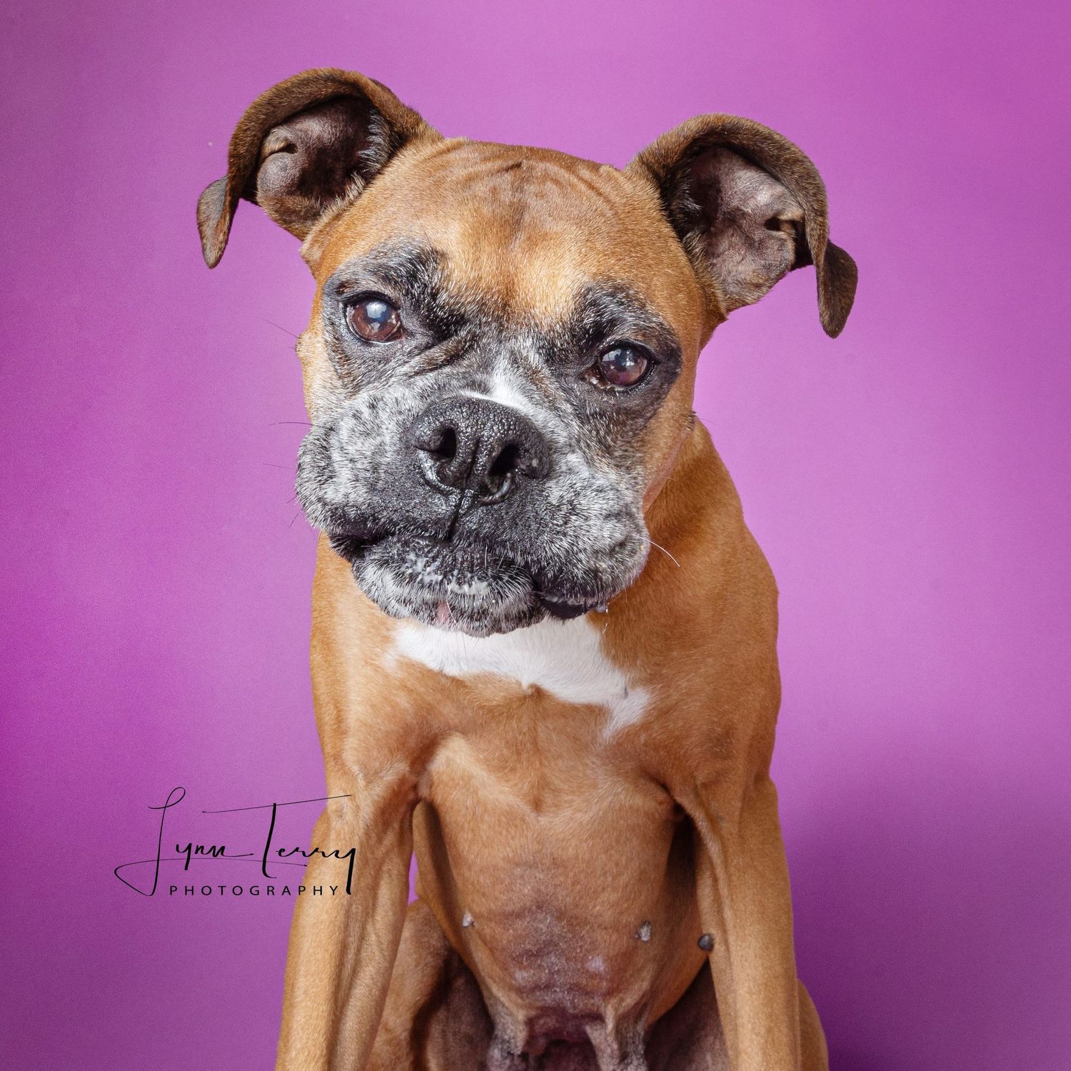 A senior Boxer dog with a graying muzzle poses against a vibrant purple background in a professional portrait photo.