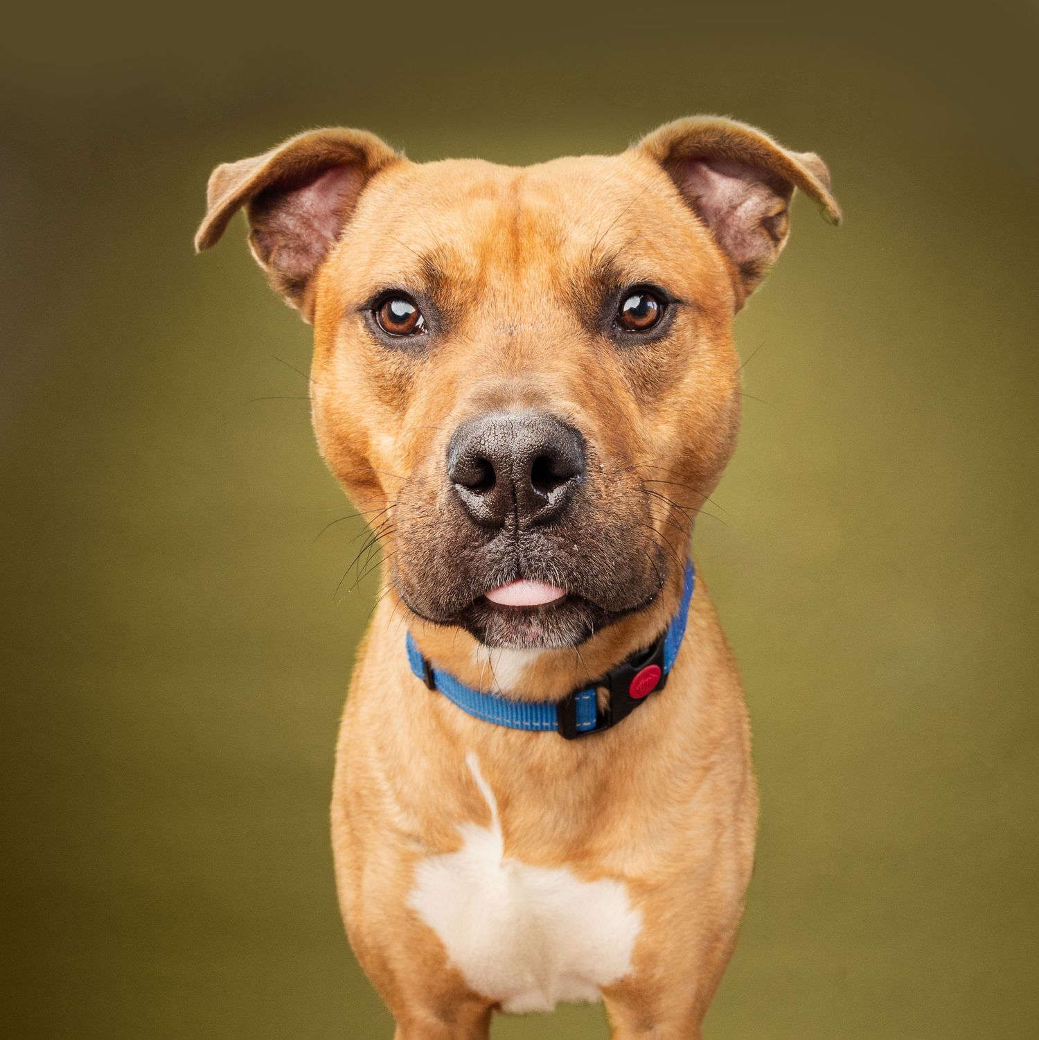 Happy brown mixed breed dog wearing a blue collar posing against a green bokeh background.