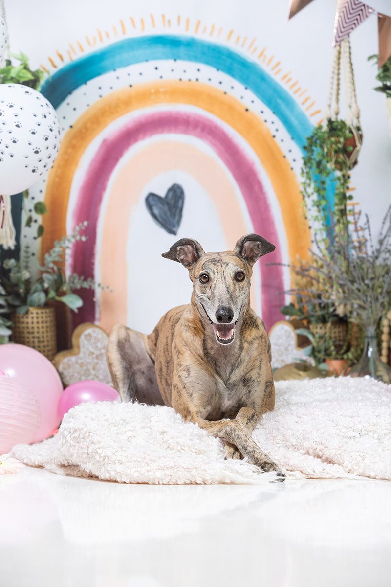 Greyhound dog posing in front of colorful rainbow mural with plants.