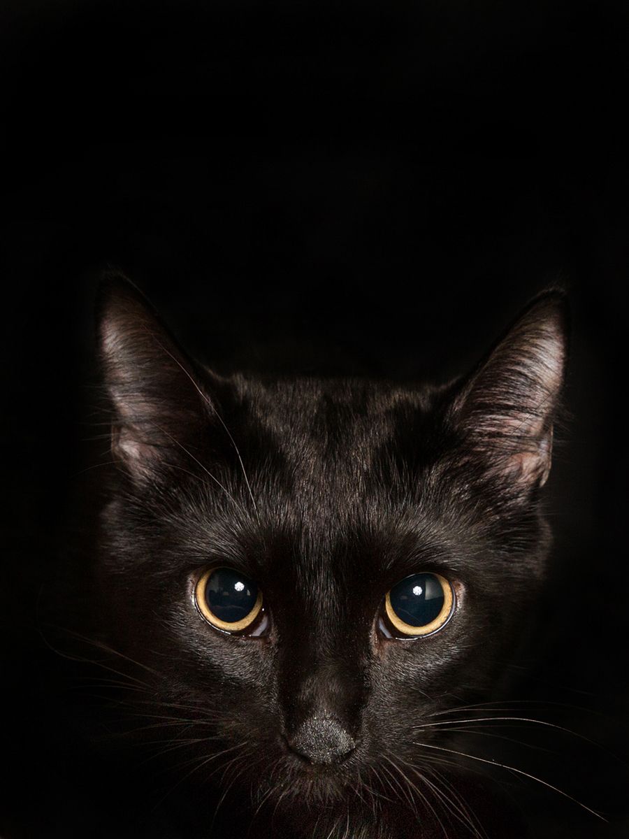 Dramatic portrait of black cat with glowing yellow eyes emerging from darkness.