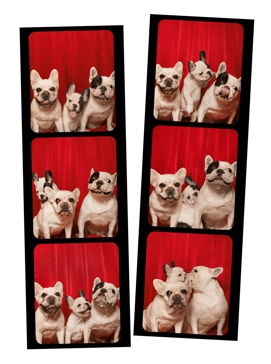 Group of French Bulldogs pose together in photo booth strips against red backdrop.