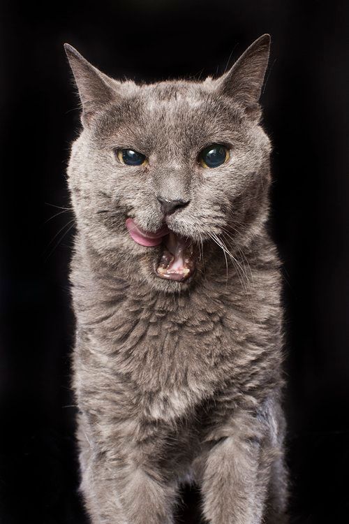 Close-up portrait of a grey cat with blue eyes licking its lips against a black background.