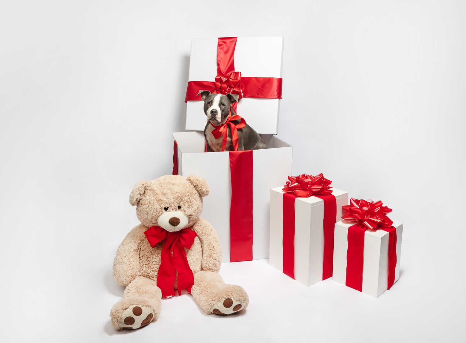 A puppy sits inside a white gift box with red ribbon, beside a large teddy bear and wrapped presents on white background.