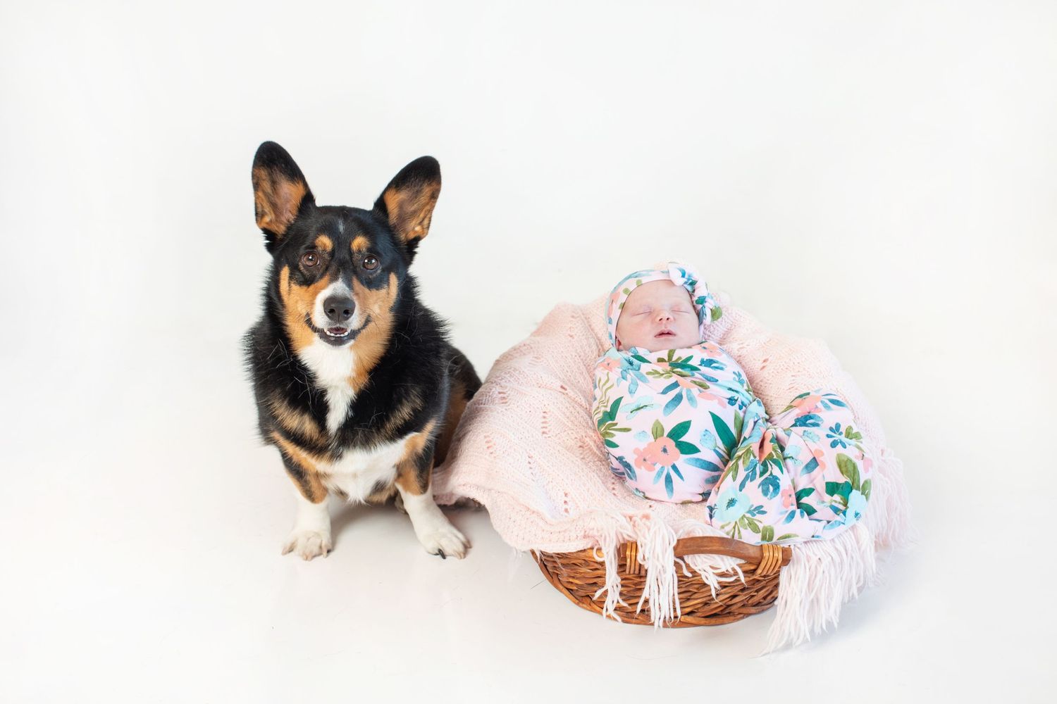 A Corgi dog posing with colorful birthday decorations and treats.