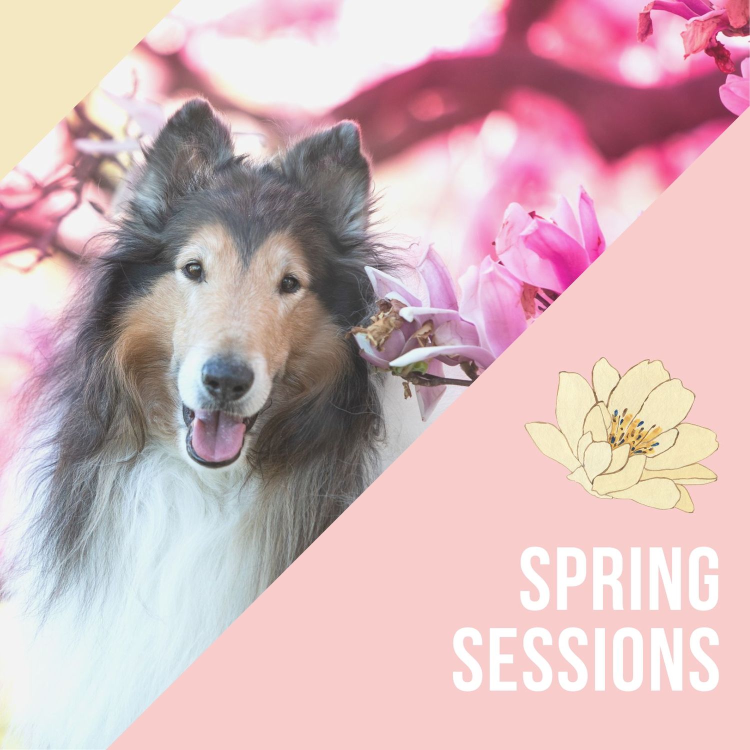 Sheltie dog poses among pink cherry blossoms in spring, creating a dreamy outdoor portrait session.