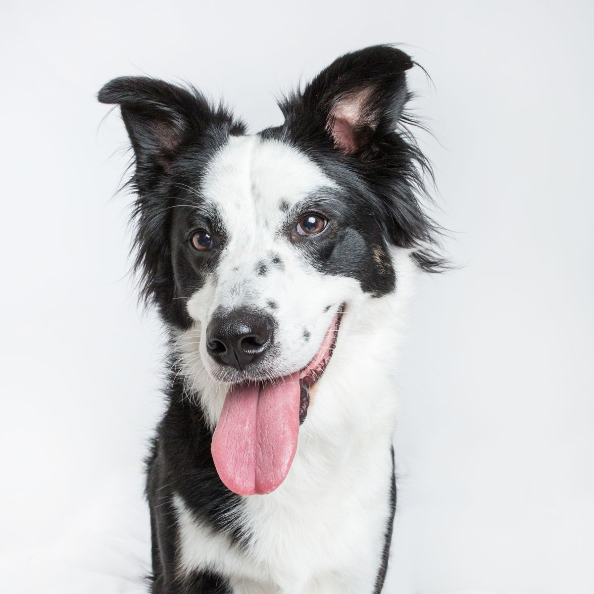 Happy Border Collie with black and white fur and tongue out against white background.