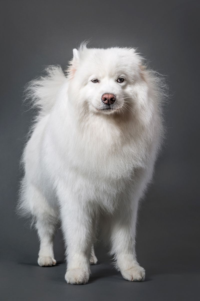 Majestic white Samoyed dog with fluffy fur posed against dark background.