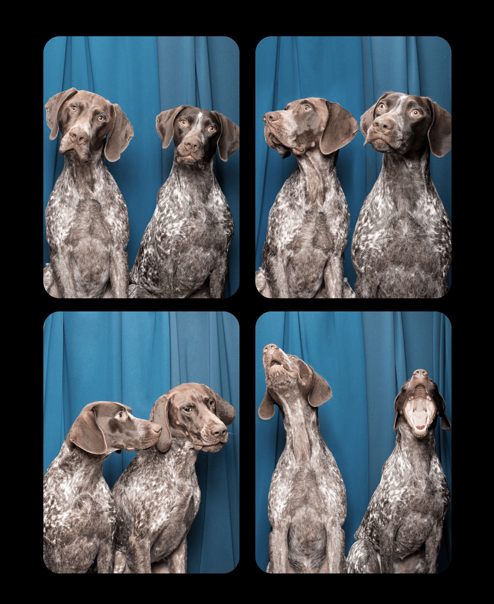 Two German shorthaired pointers pose together in various angles against a blue background.
