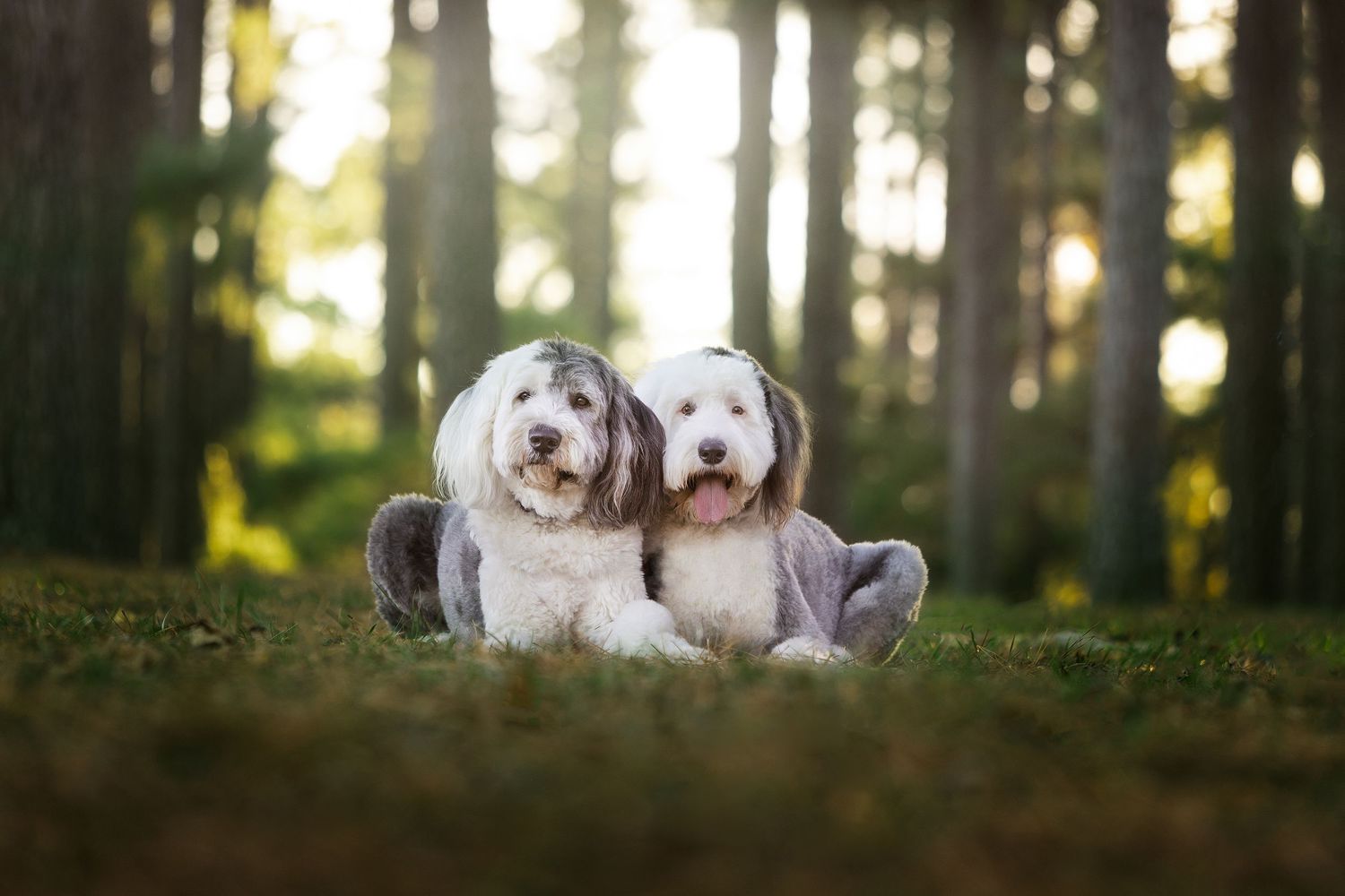 Two fluffy white and brown Shih Tzu dogs sitting together on green grass in a sunlit forest.