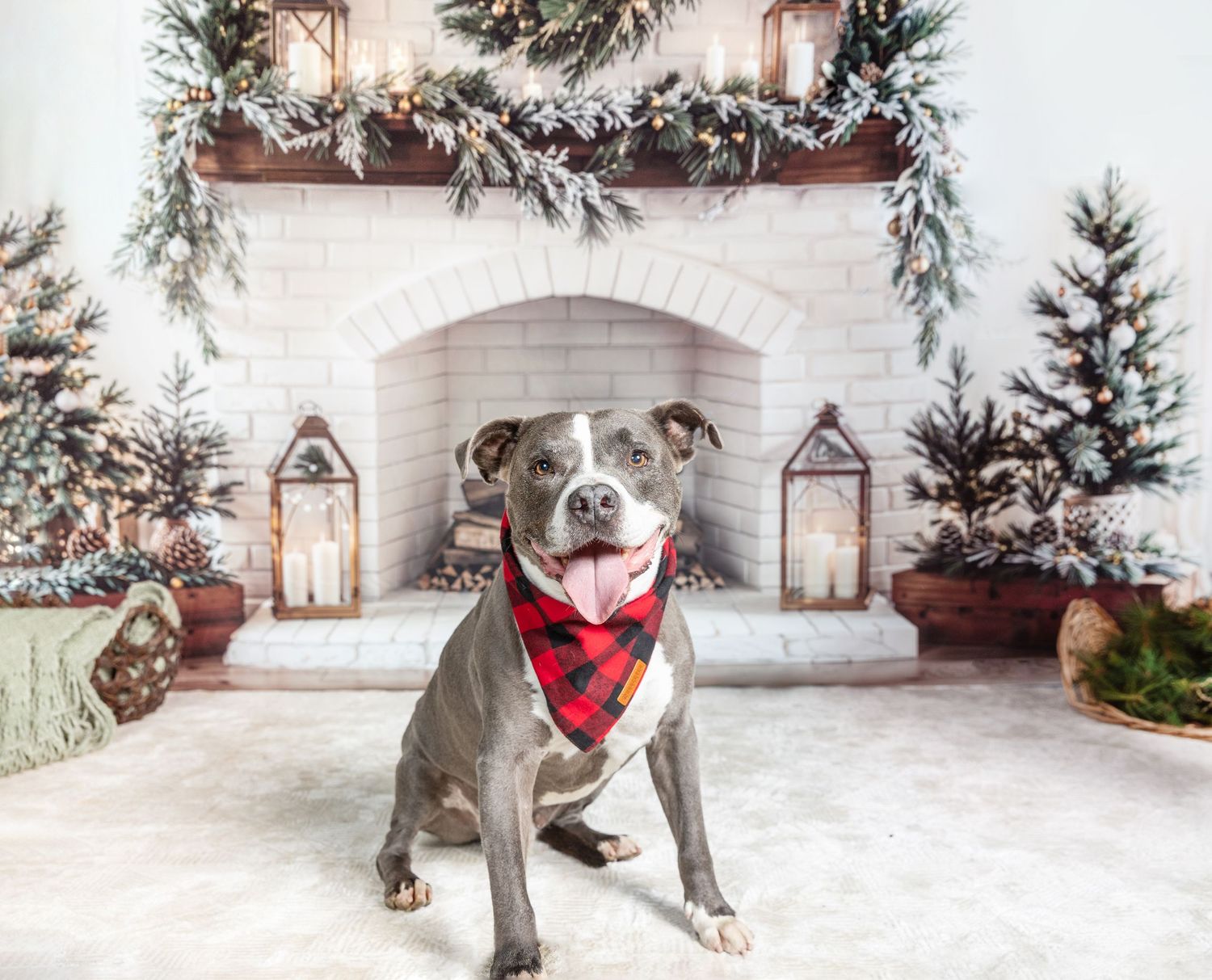 Gray pit bull dog wearing red plaid bandana sits before decorated Christmas fireplace with lanterns and snow-flocked trees.