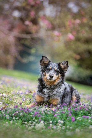Tri-colored Australian Shepherd relaxing in a field of purple flowers.