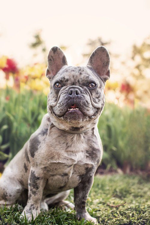 French Bulldog sitting in garden with wrinkled face and alert expression.