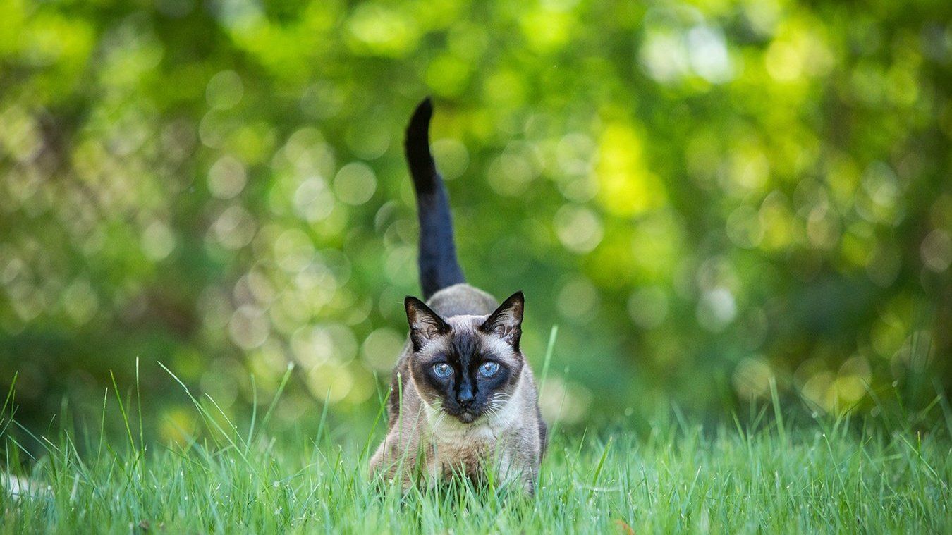 Siamese cat stalking through green grass with focused expression.