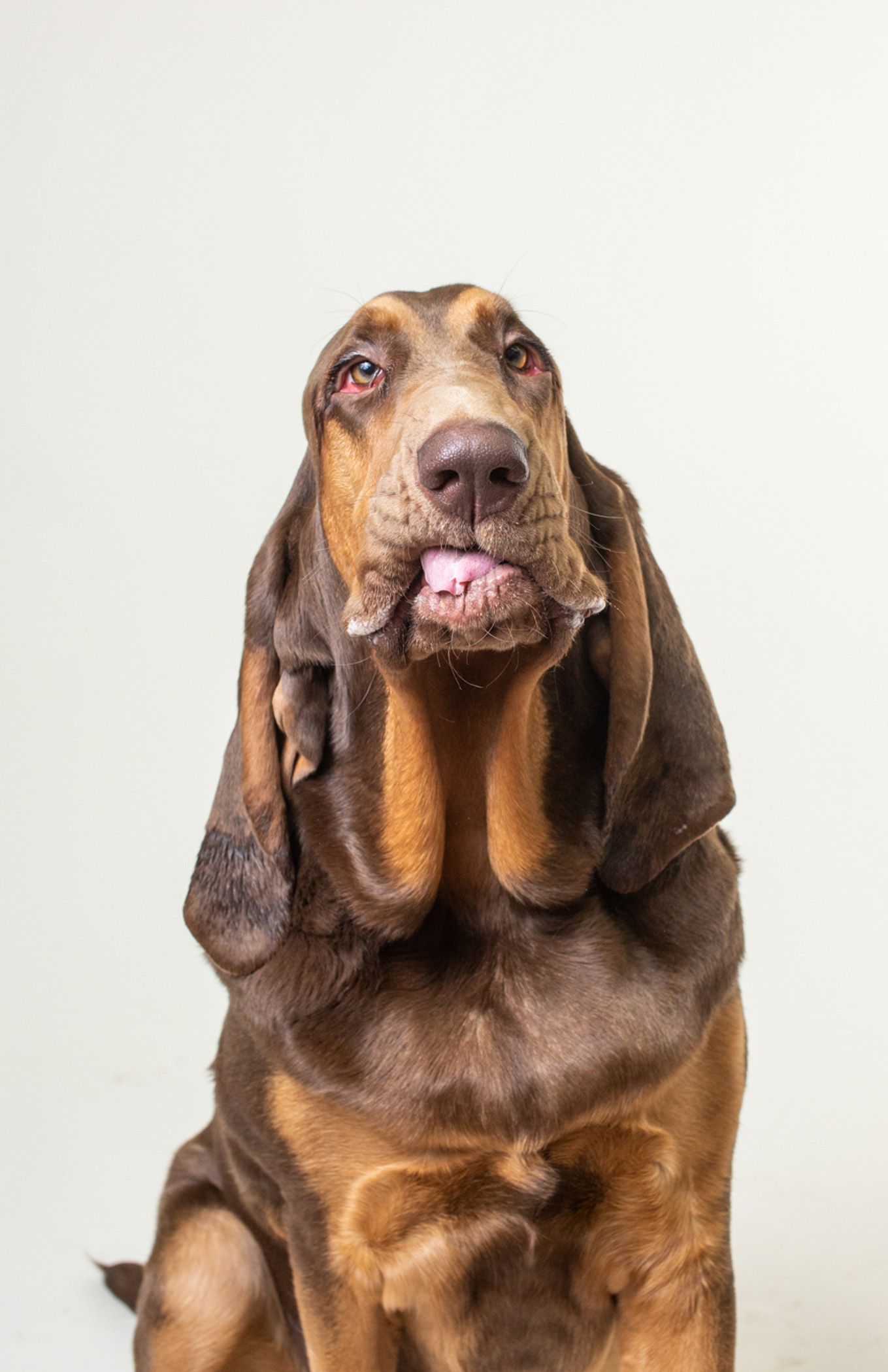 Portrait of a Bloodhound with droopy ears and wrinkled face looking upward.