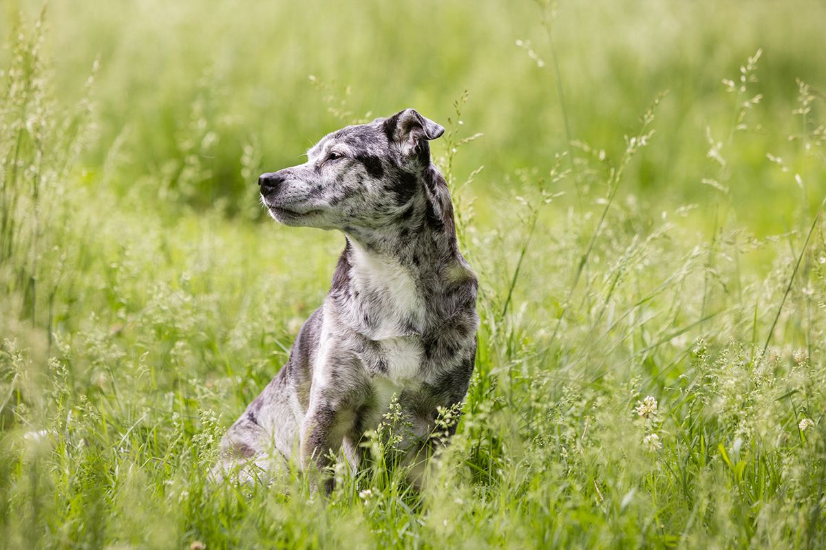 Australian Shepherd sitting in tall summer grass looking upward.