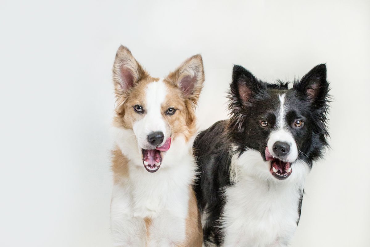 Two happy dogs, a corgi and border collie, posing together against white background.