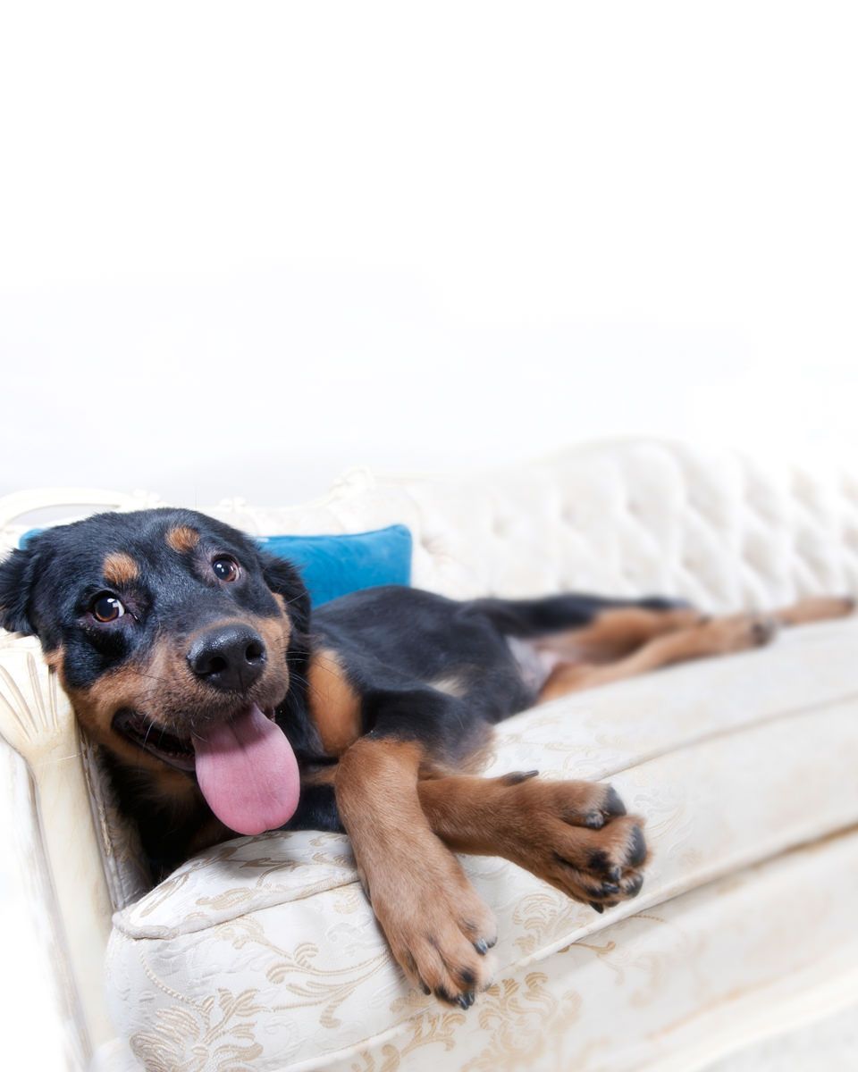 Black and tan dog relaxing on white couch with tongue sticking out.
