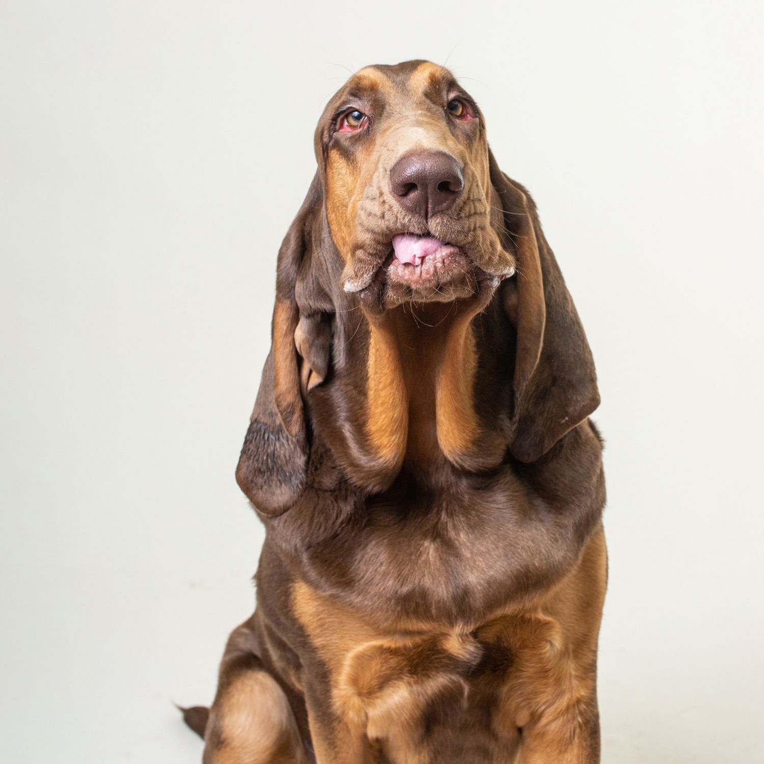 A majestic Bloodhound dog sits upright with long floppy ears and tongue out against a white background.