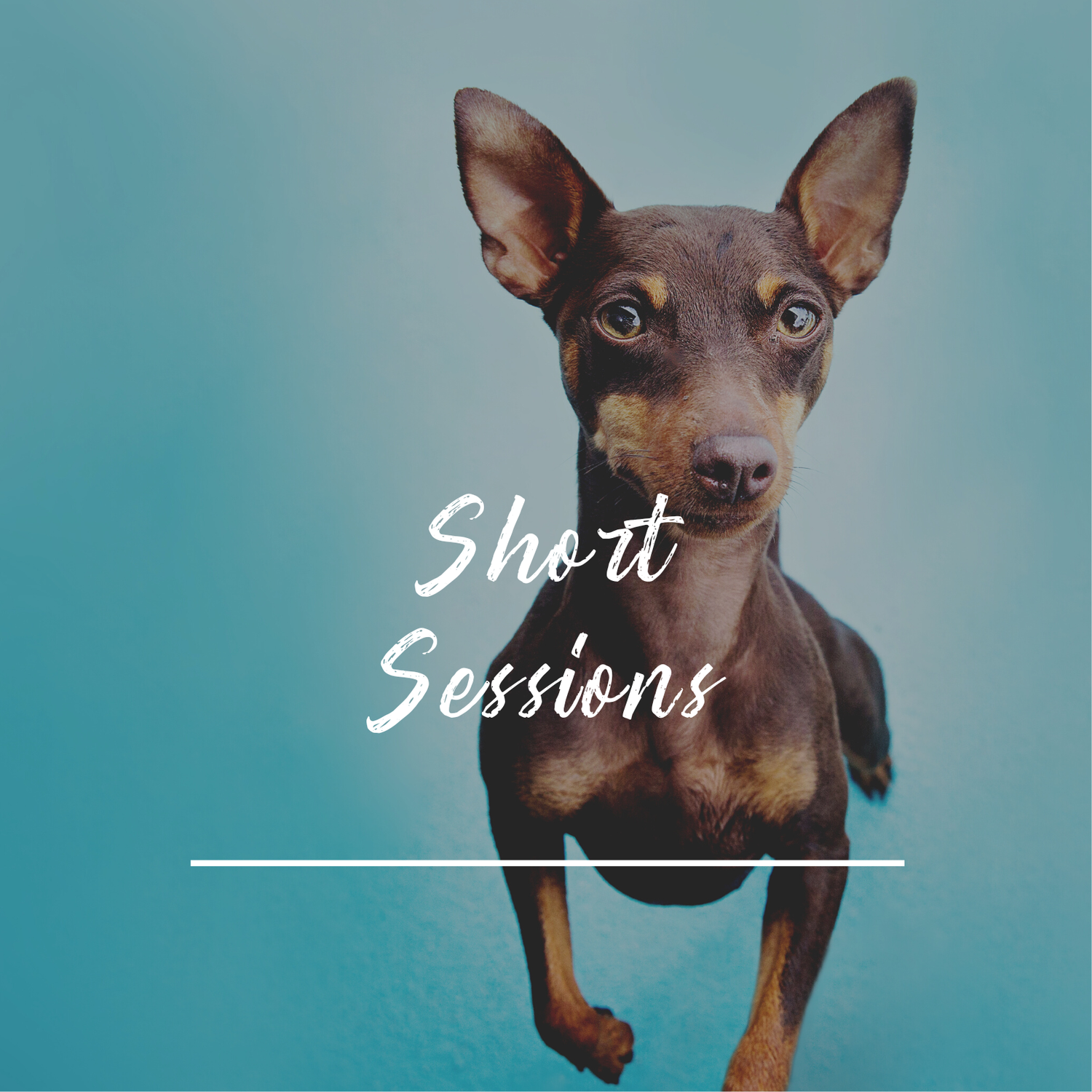 A miniature pinscher dog with pointy ears poses against a turquoise background with text reading 'Short Sessions'.