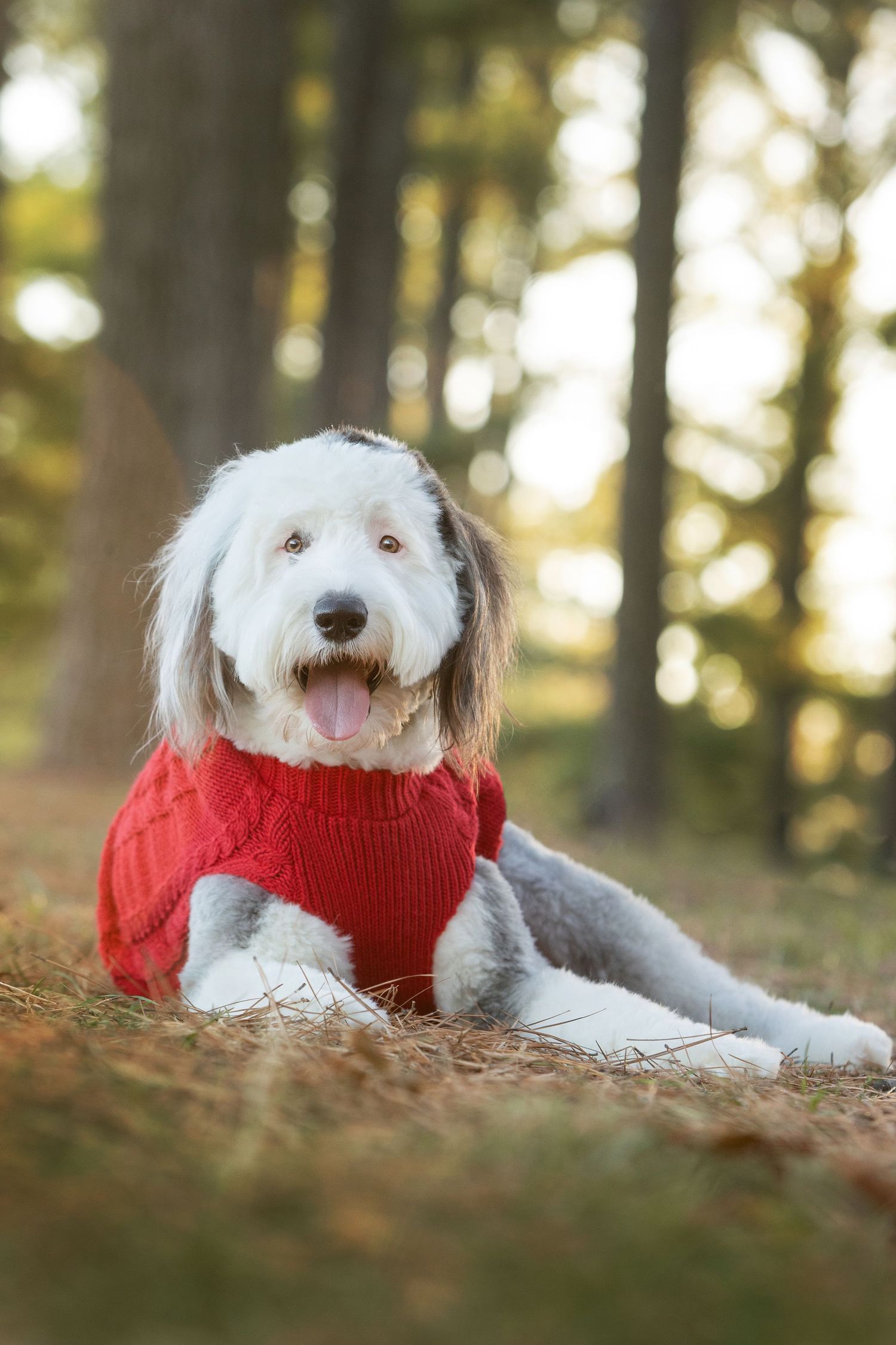 Fluffy white and gray dog wearing a red knit sweater lying in autumn forest with bokeh tree background.