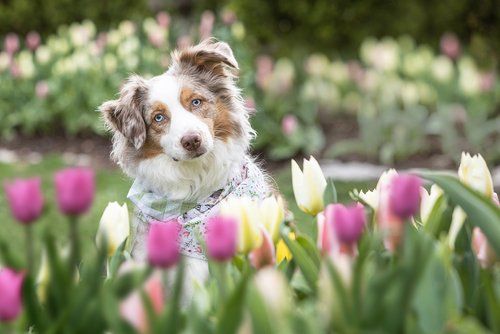 Australian Shepherd puppy poses among pink and white tulips in a spring garden.