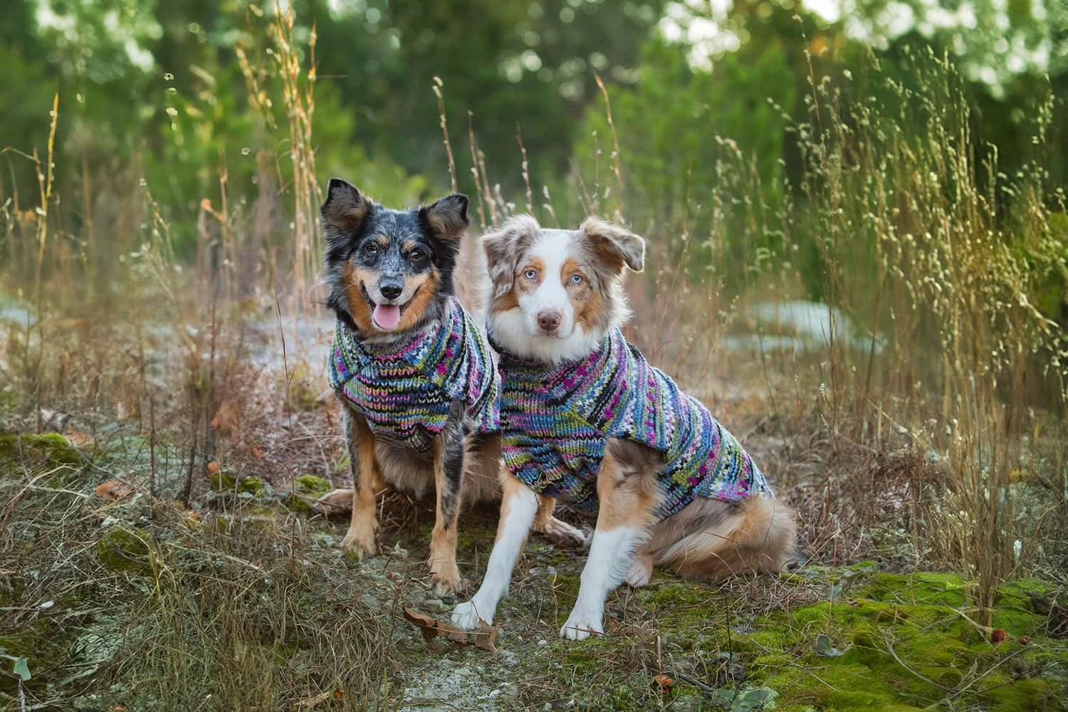 Two small dogs wearing matching plaid jackets pose together in tall grass.