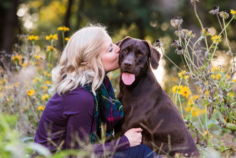 A chocolate Labrador receiving affection while surrounded by yellow wildflowers.