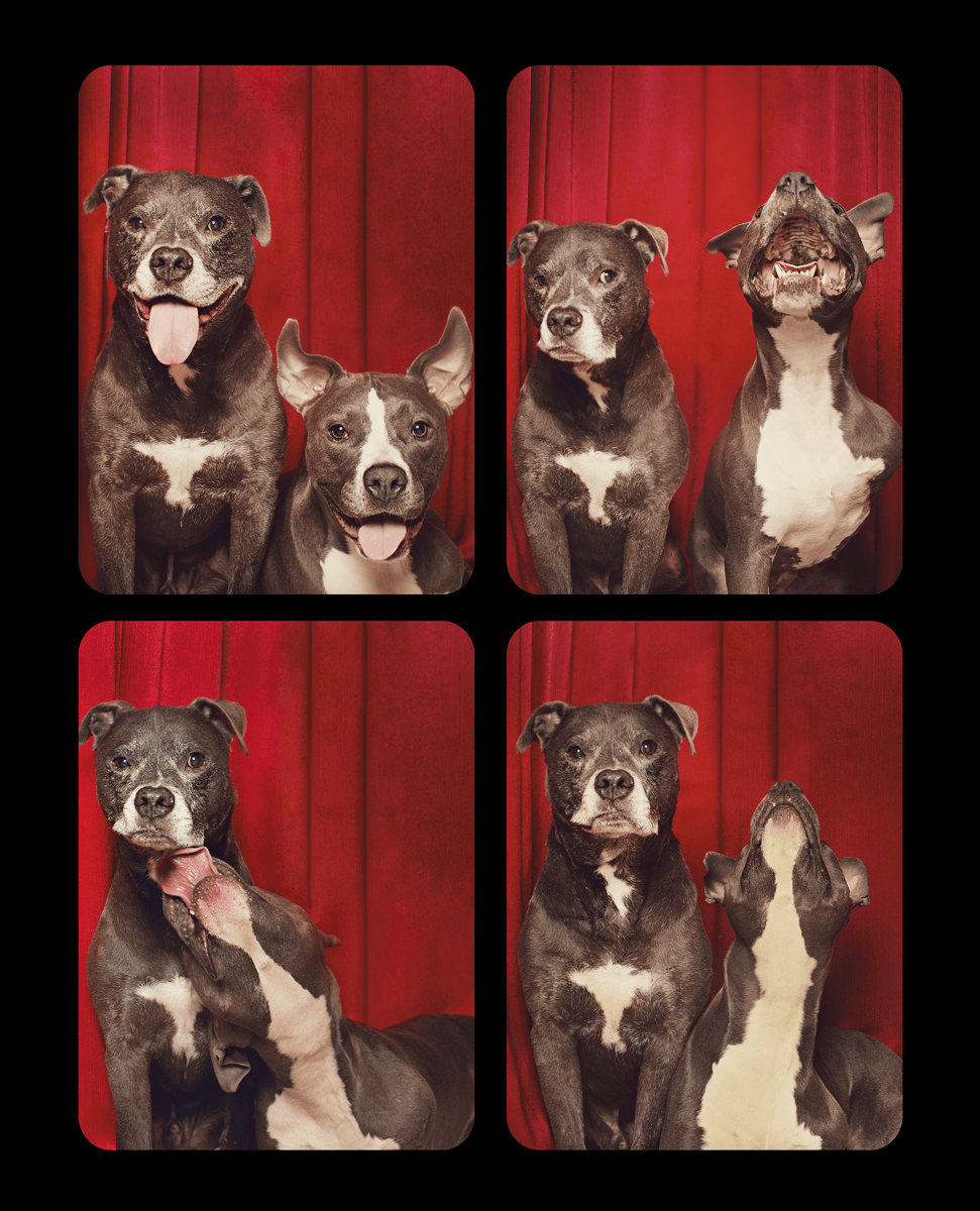 Pit bull mix dogs pose together in photo booth style portraits against red backdrop.
