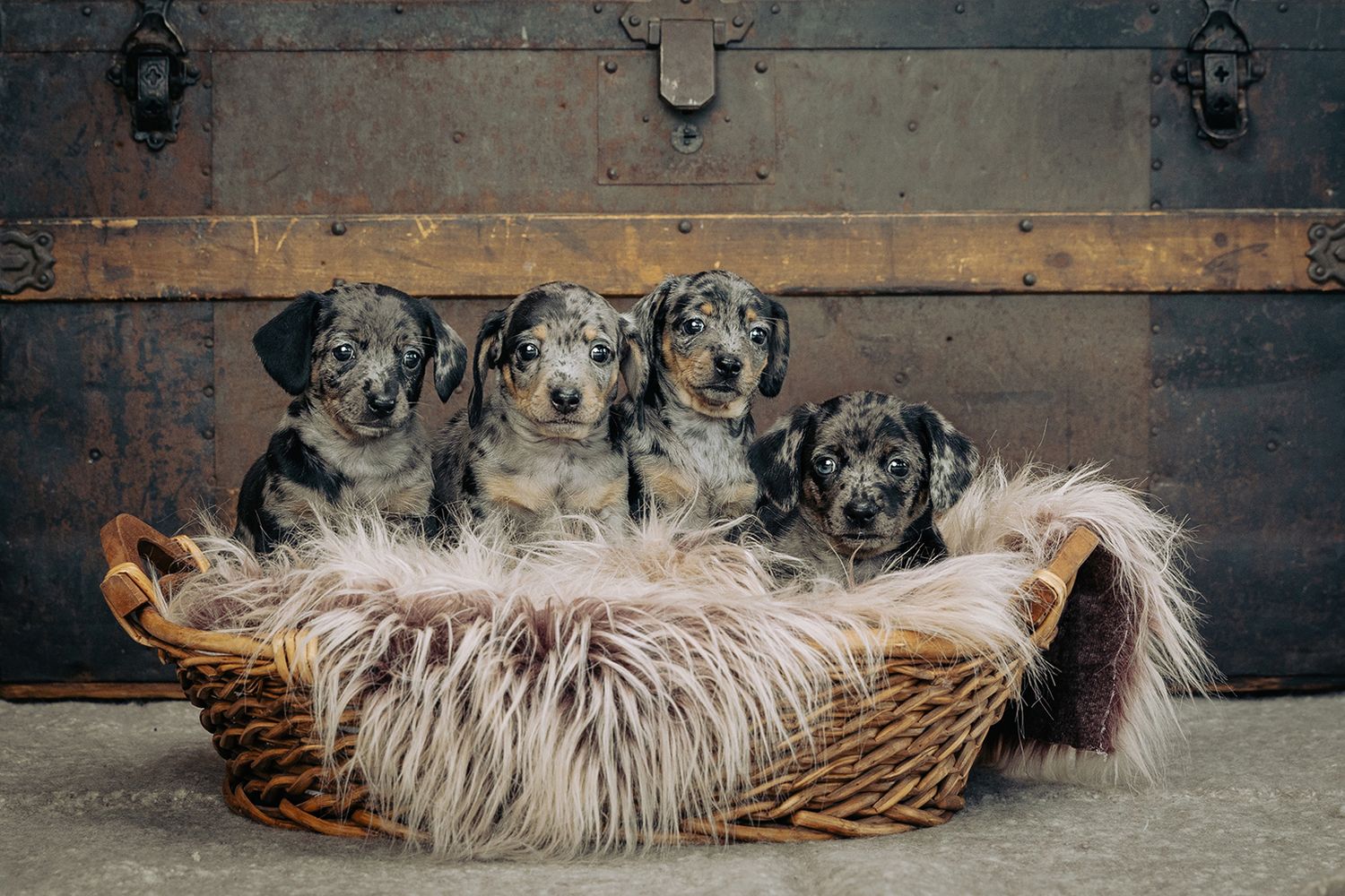 Four Australian Shepherd puppies sitting together in a furry basket.
