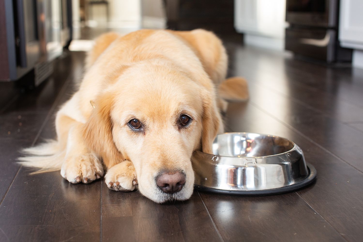 Golden dog lying down next to empty metal food bowl on wooden floor.