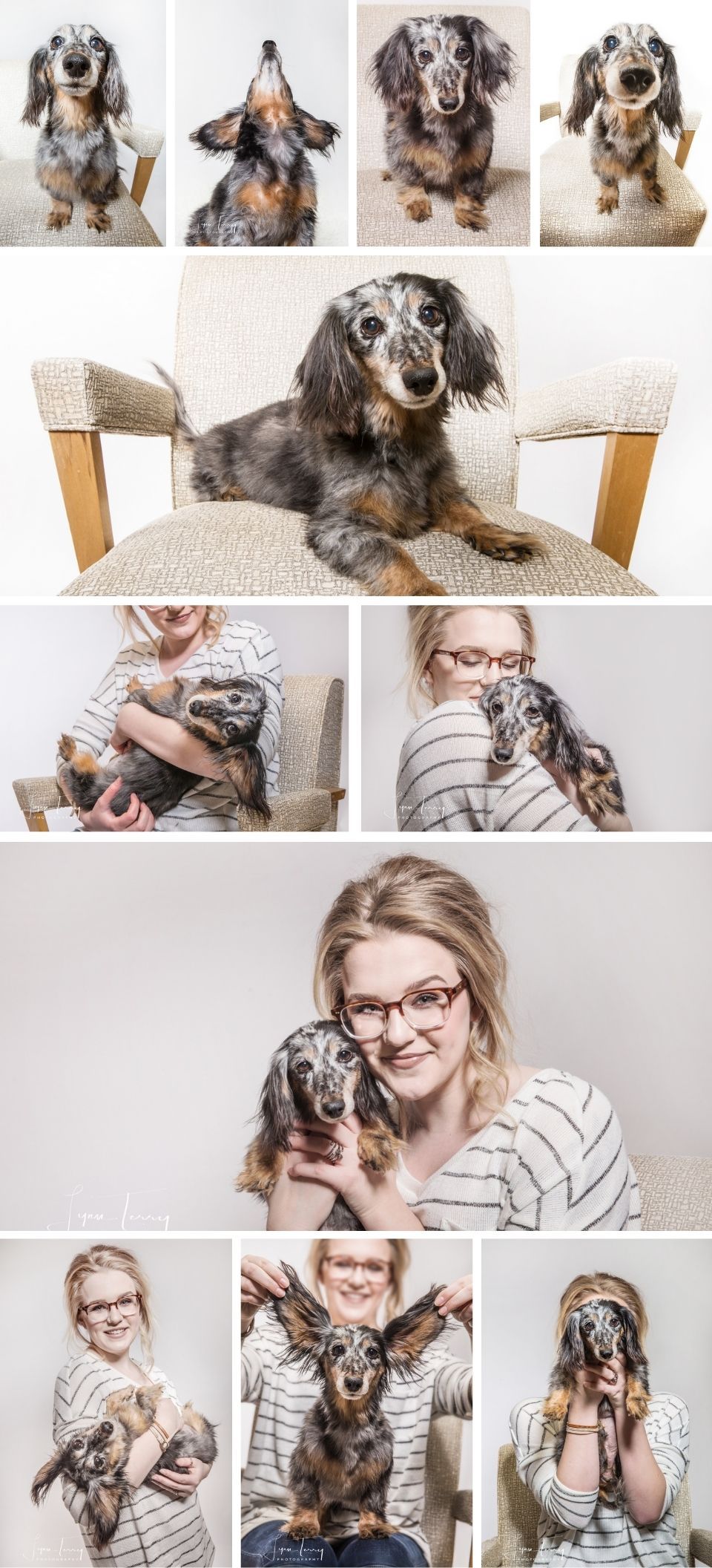 Studio portrait session of a long-haired dachshund showing playful expressions on chair.