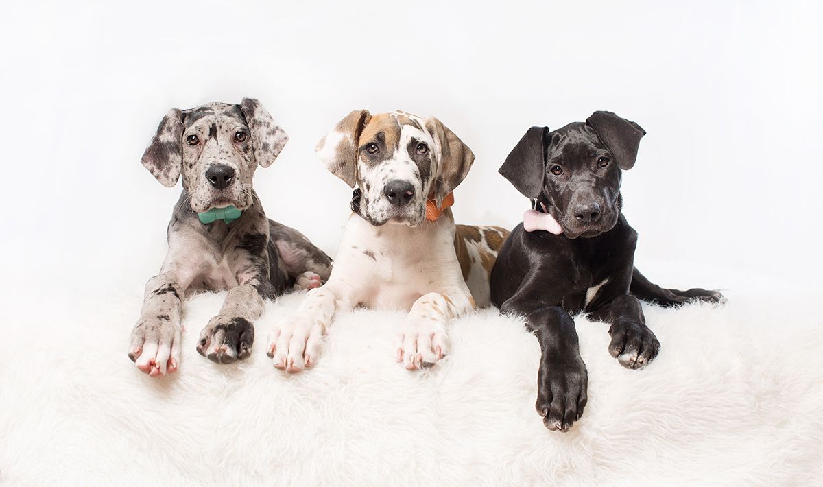 Three adorable mixed breed puppies lying together on a white background.