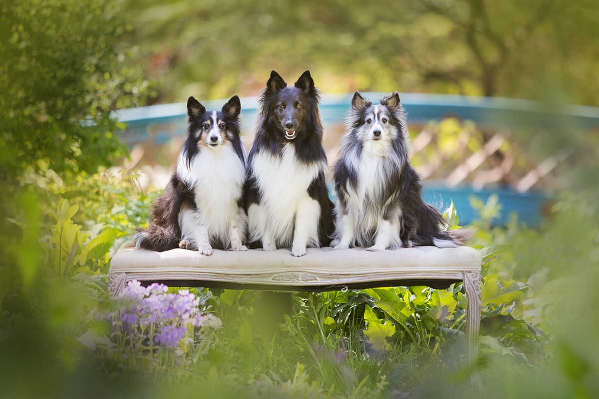 Three Shetland Sheepdogs sitting together on bench in garden setting.