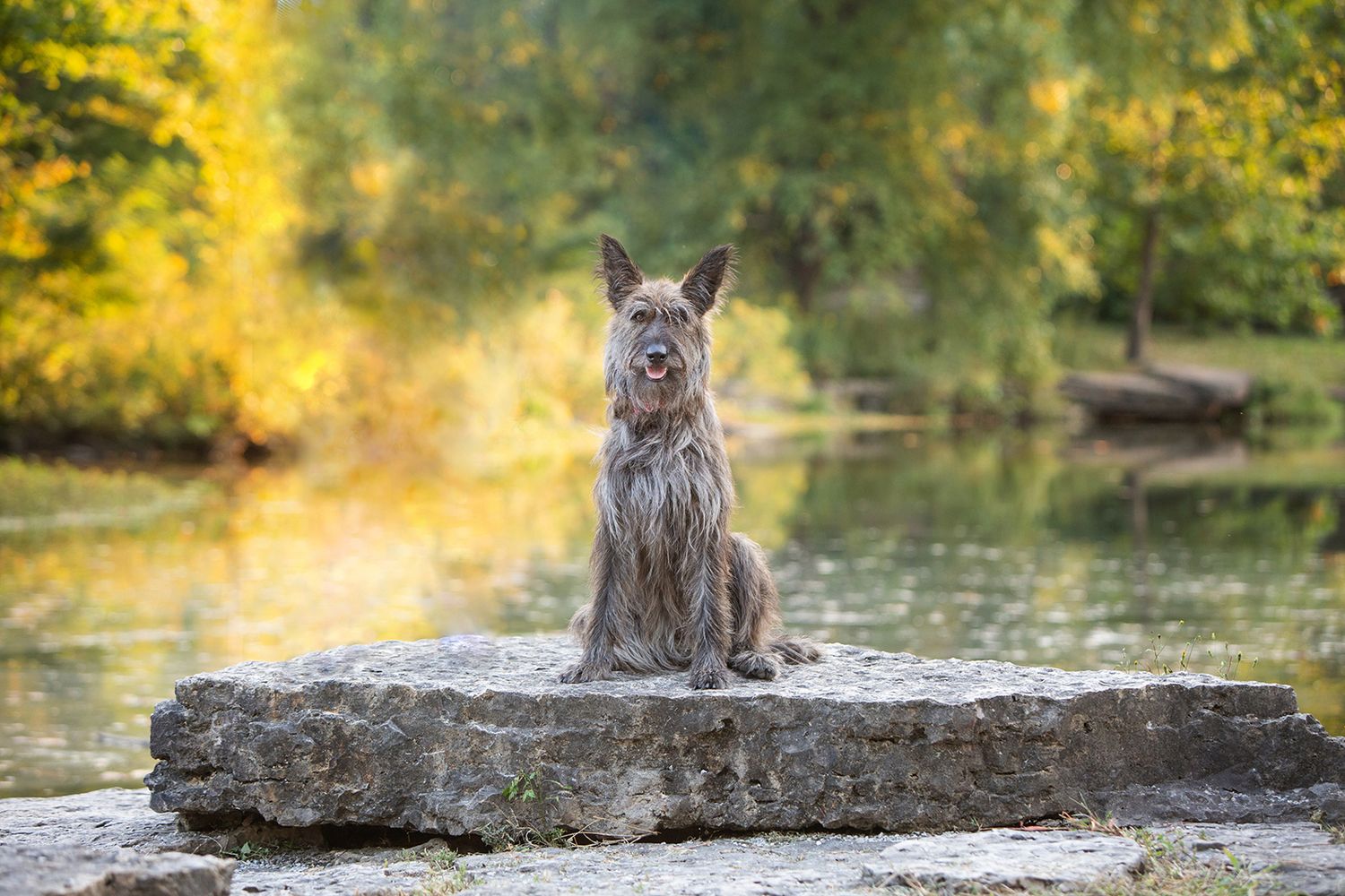 Large grey dog sitting on rock by water with autumn foliage in background.