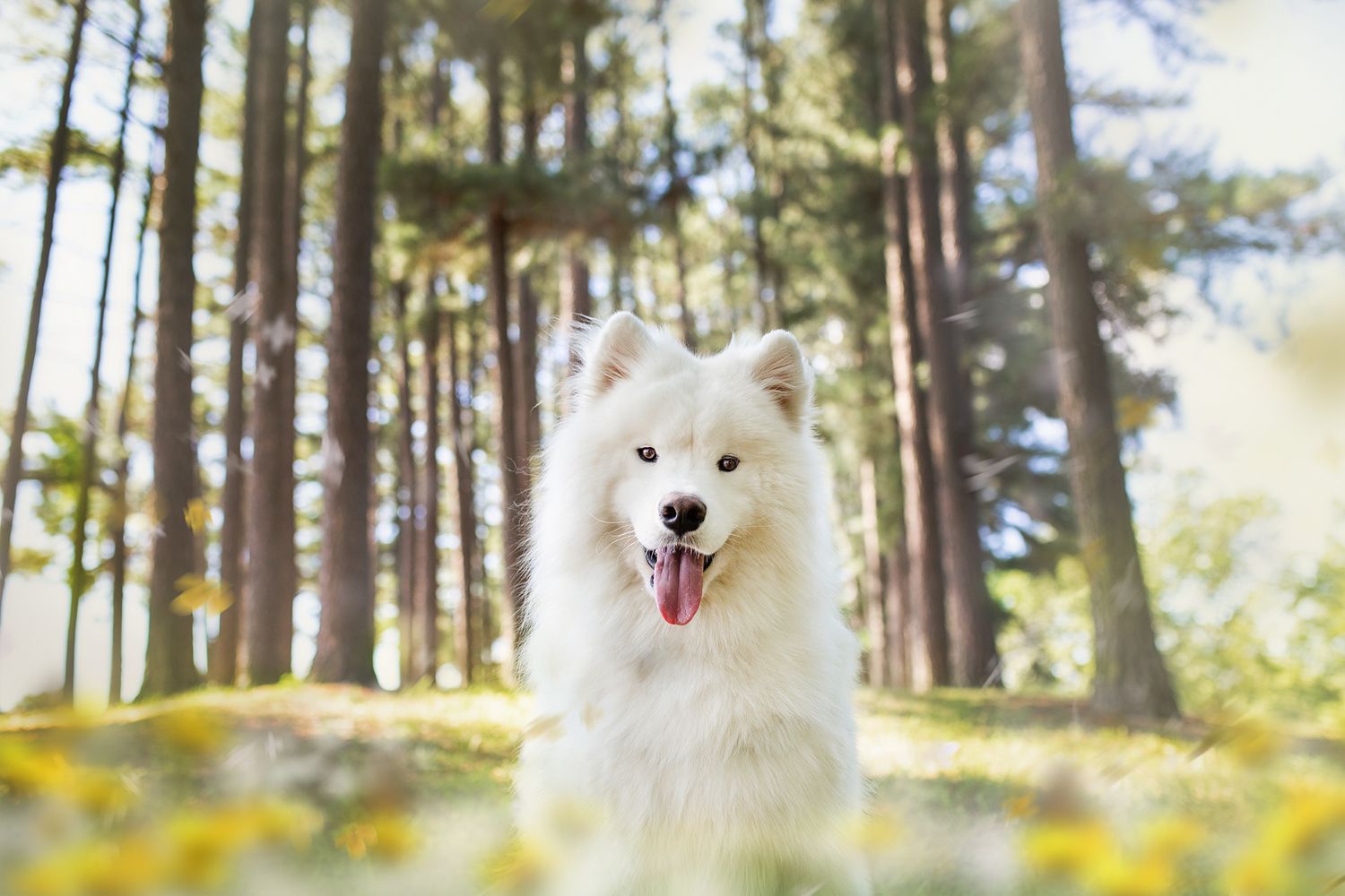 White Samoyed dog exploring a pine forest with yellow wildflowers in spring.
