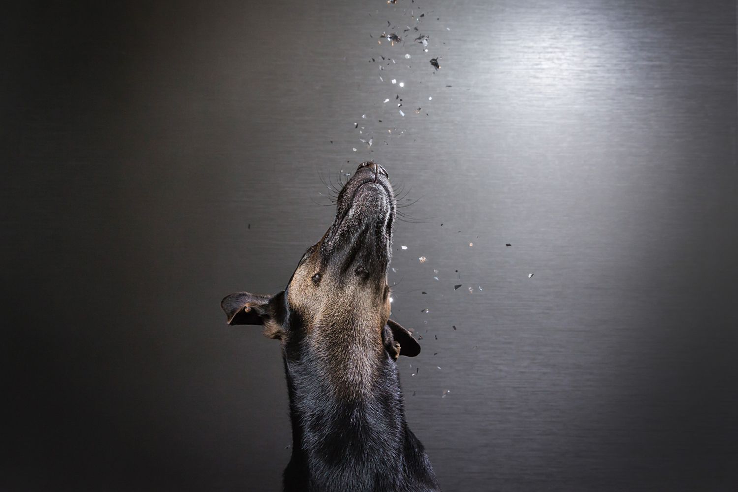 Dog captured in motion shaking water droplets off its fur in dramatic lighting.