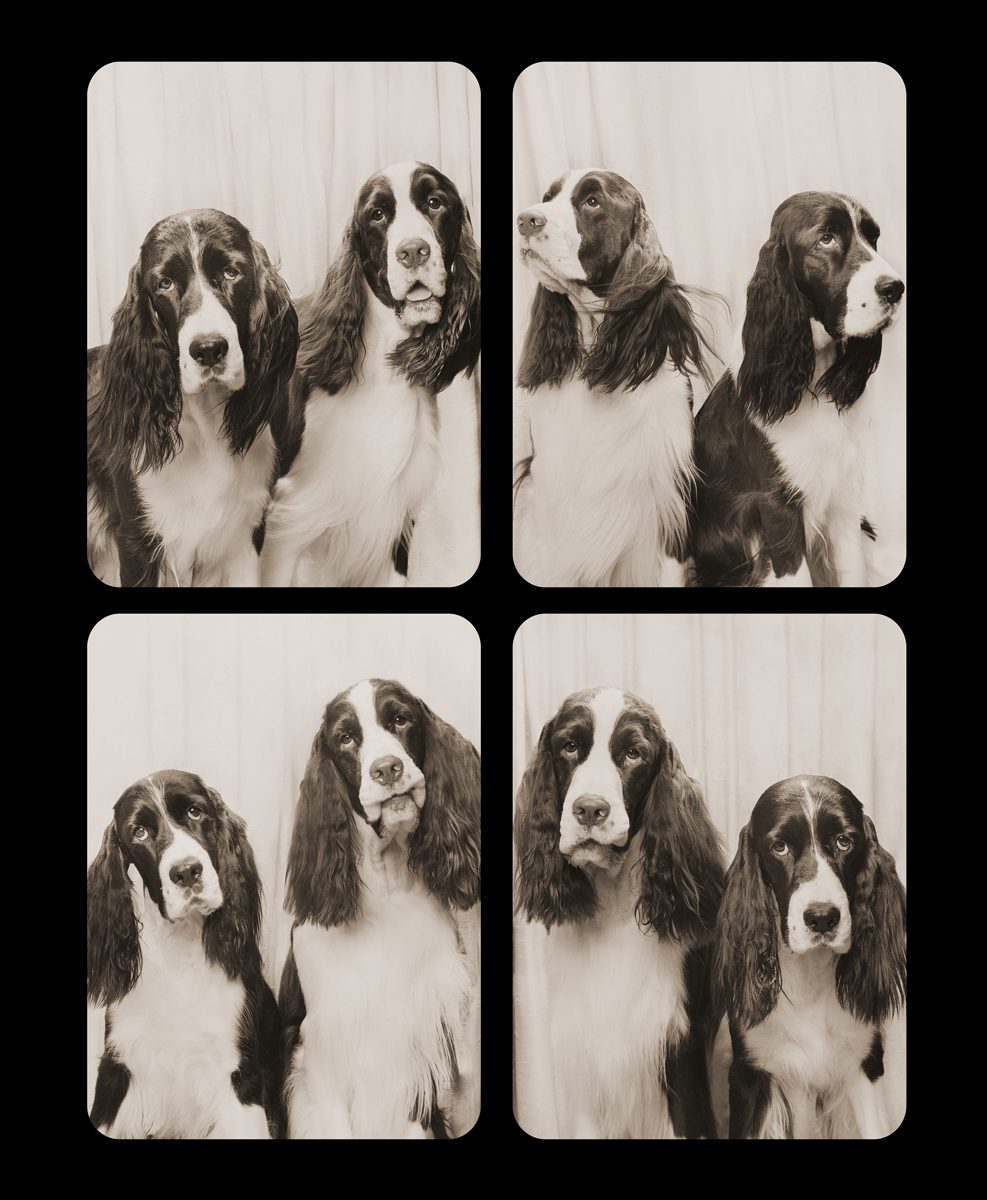Black and white photo series of Springer Spaniels posing together in classic photo booth style.