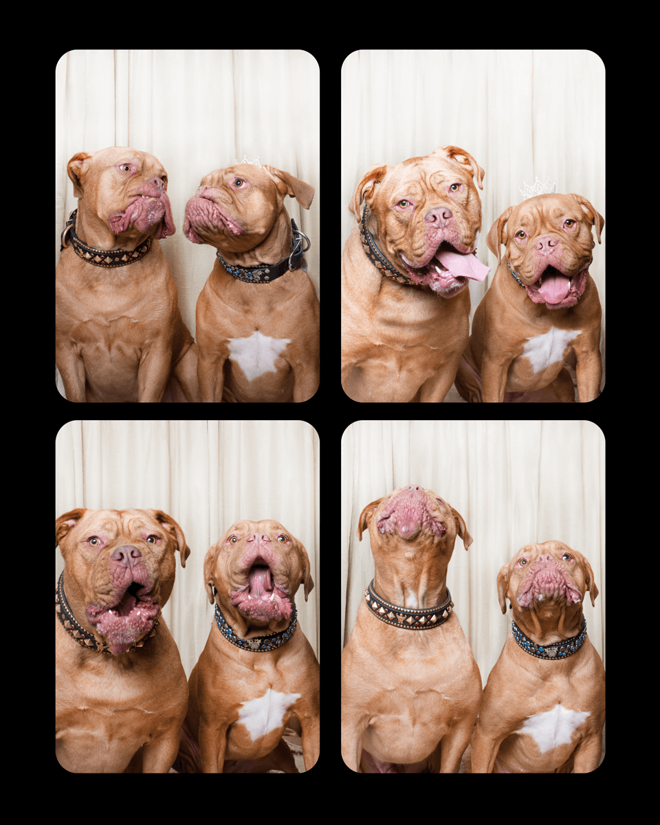 Four photo booth style shots of two French Mastiffs making silly expressions against white background.