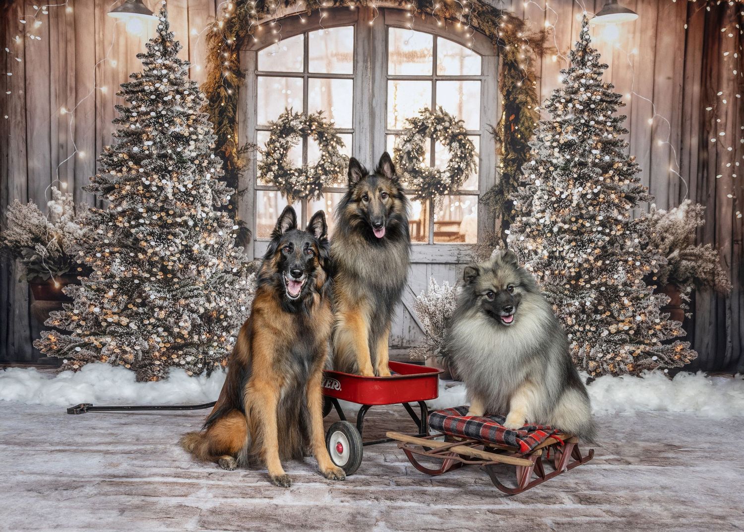 Three dogs pose near Christmas trees and a red wagon in a festive holiday photo setting with wreaths and snow.