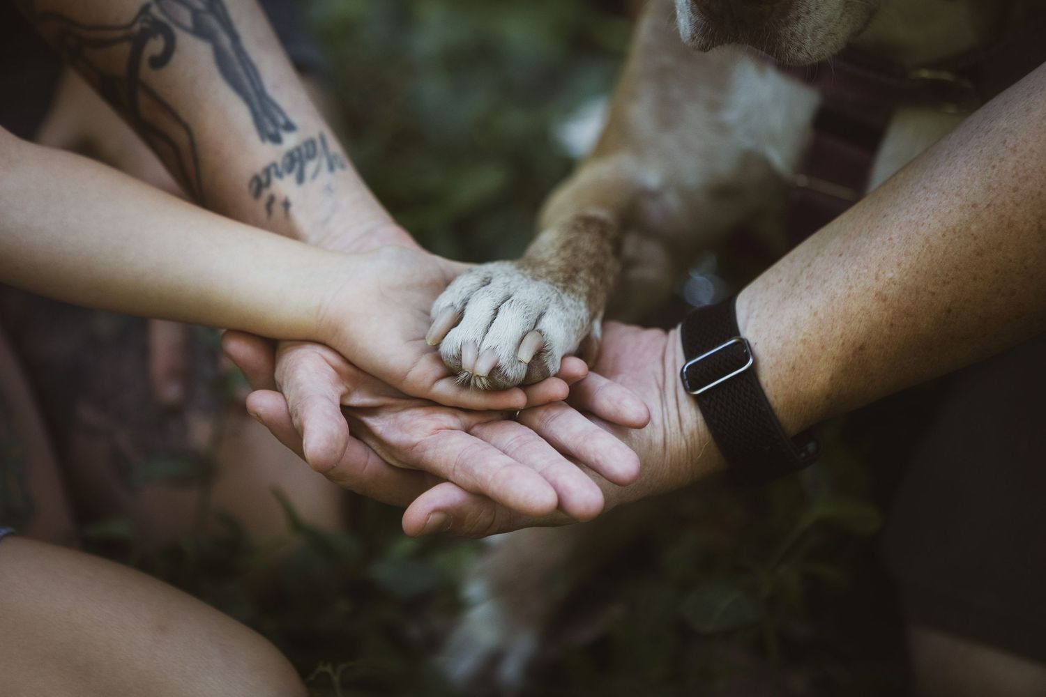Two human hands and a dog paw stacked together outdoors, symbolizing family bond and pet love.
