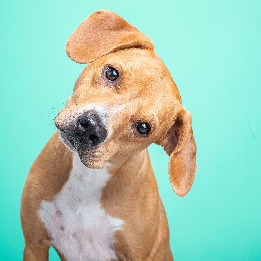 A curious tan and white dog tilts its head against a bright teal background, with floppy ears mid-flop.