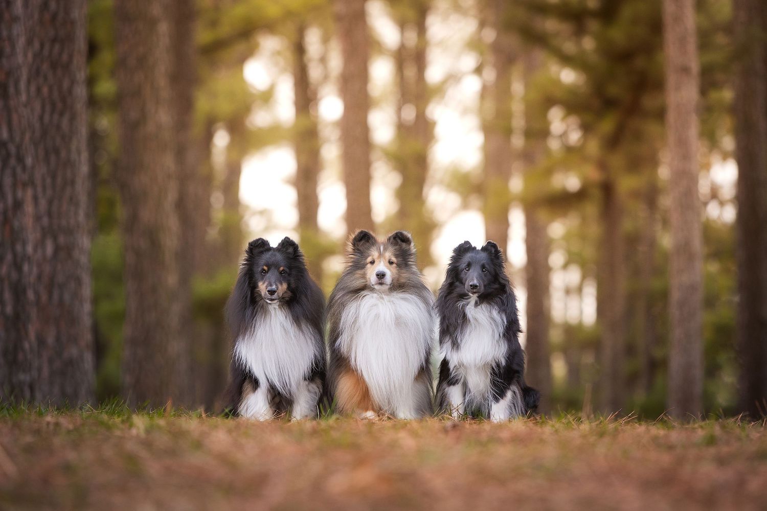 Three Shetland Sheepdogs sitting together in a sunlit pine forest, showcasing their beautiful blue merle and sable coats.