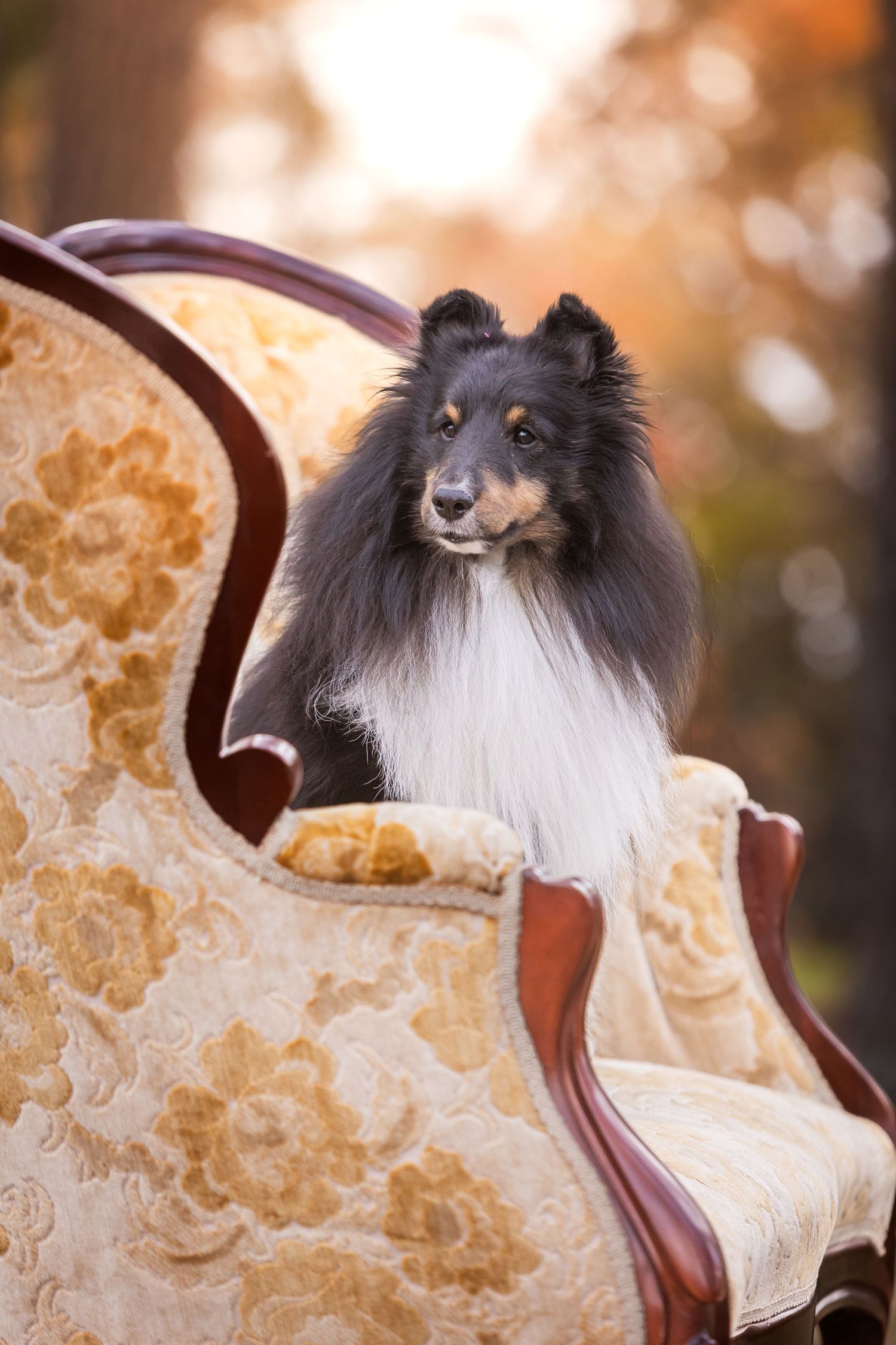 A fluffy Shetland Sheepdog sits regally on an ornate vintage floral armchair outdoors in autumn.